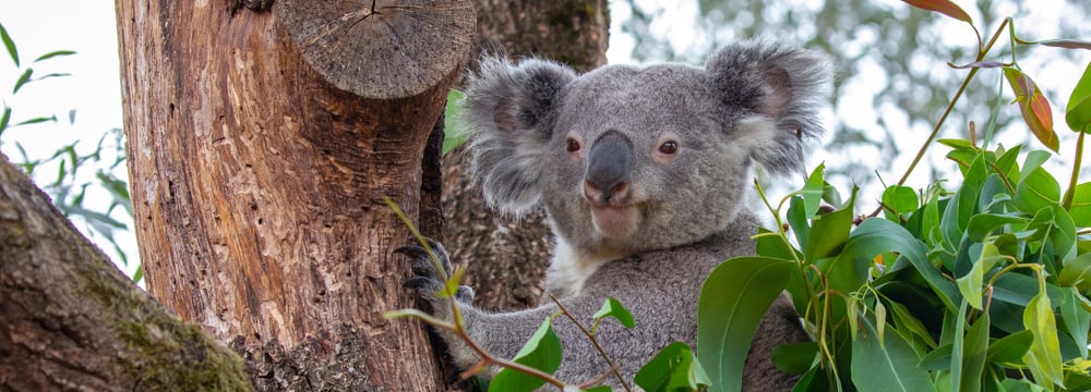 Foto: Zoo Zürich, Albert Schmidmeister Koala Milo in der Australienaussenanlage im Zoo Zürich.