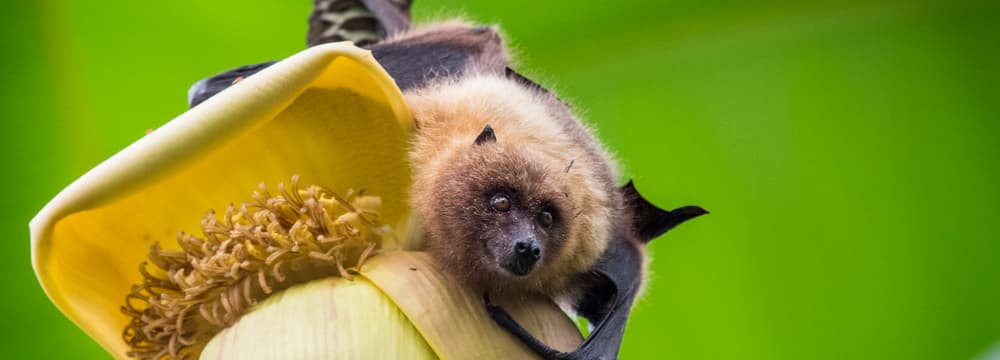 Rodrigues-Flughund auf einer Bananenblüte im Masoala Regenwald des Zoo Zürich