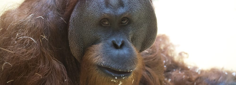 Foto: Zoo Zürich, Enzo Franchini Nahaufnahme von Orang-Utan Djarius