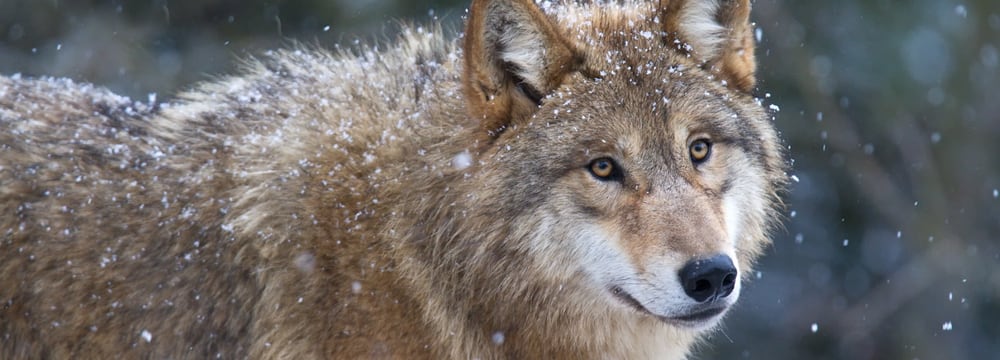 Mongolischer Wolf im Zoo Zürich