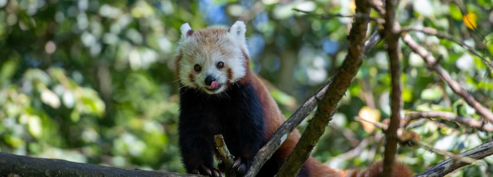 Neuer Kleiner Panda im Zoo | Zoo Zürich