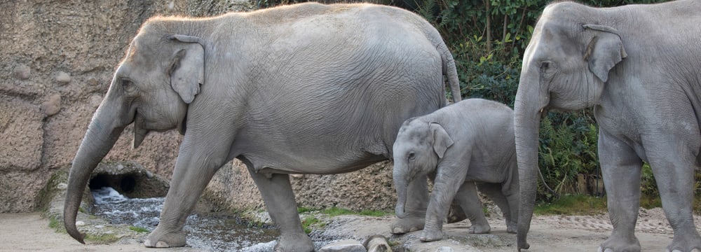 Asiatische Elefanten Ceyla-Himali, Ruwani und Farha im Kaeng Krachan Elefantenpark im Zoo Zürich.