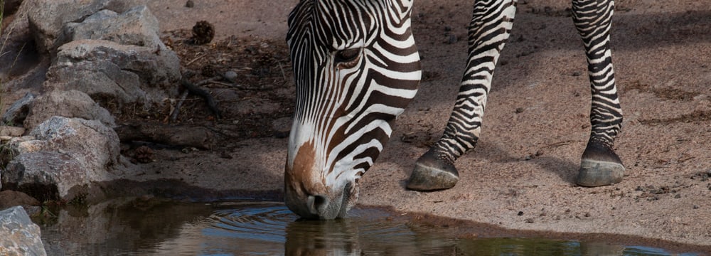 Grevyzebras in der Lewa Savanne im Zoo Zürich.