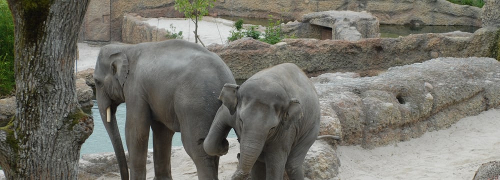Asiatische Elefanten Farha und Thai im Kaeng Krachan Elefantenpark