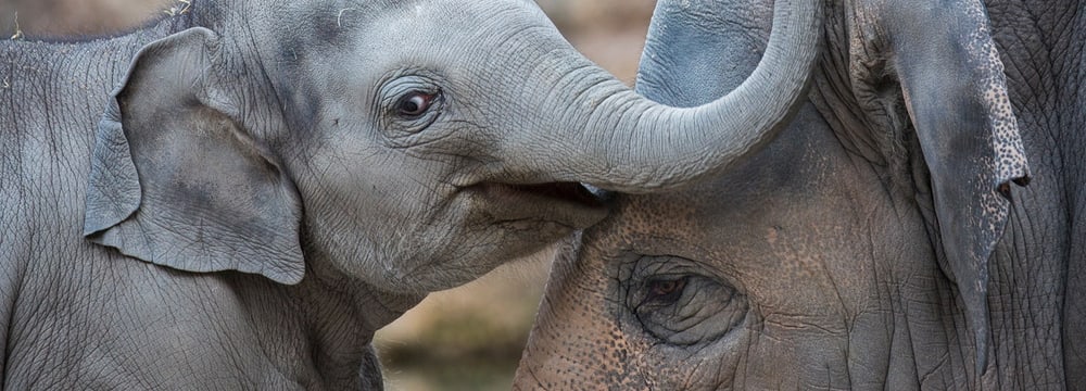 Foto: Zoo Zürich, Enzo Franchini Asiatischer Elefant im Zoo Zürich
