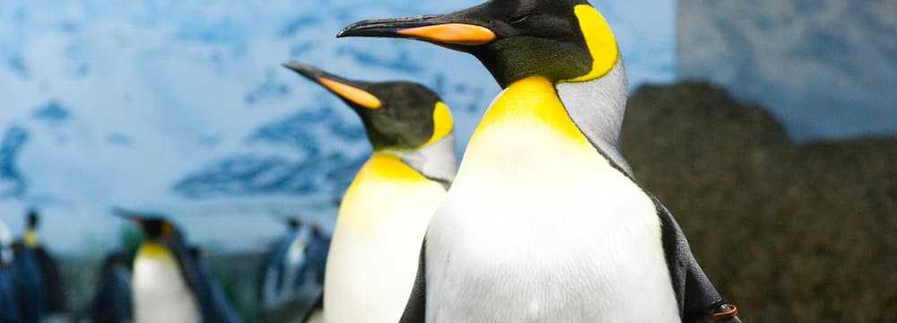 Königspinguine im Zoo Zürich.