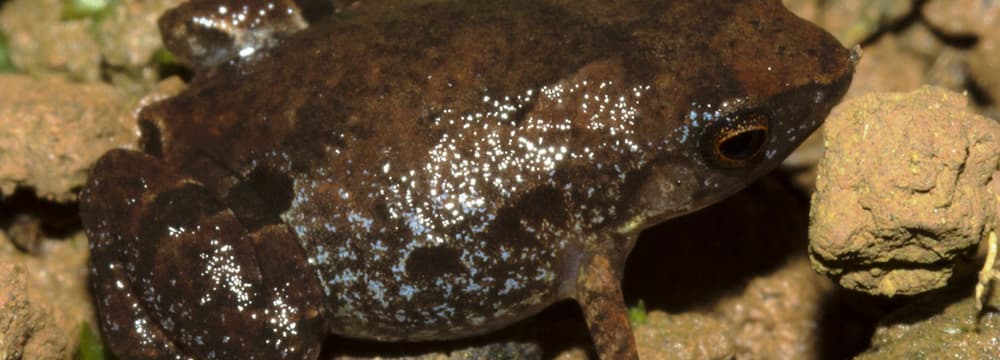 Neu entdeckte madagassische Froschart Stumpffia froschaueri.