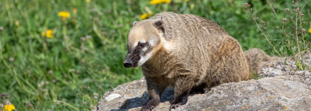 Foto: Zoo Zürich, Enzo Franchini Nasenbär sitzt auf Stein im Zoo Zürich.