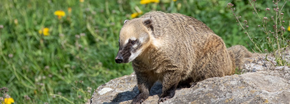 Nasenbär sitzt auf Stein im Zoo Zürich. 