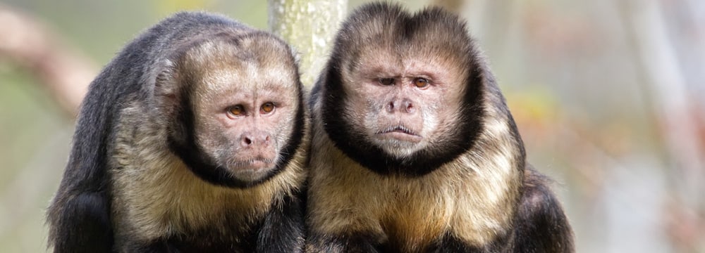 Foto: Zoo Zürich, Enzo Franchini Gelbbrustkapuziner im Pantanal im Zoo Zürich
