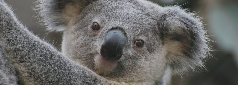 Foto: Zoo Duisburg, I. Sickmann Koala-Männchen Tarni.