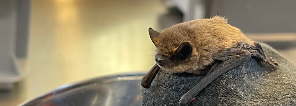Foto: Zoo Zürich, Nicole Schnyder Zwergfledermaus in der Fledermaus-Notpflegestation.