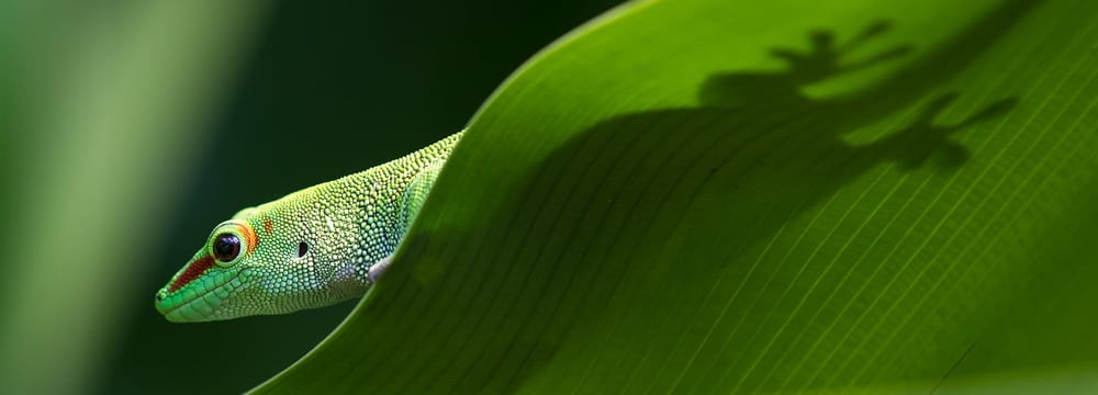 Foto: Zoo Zürich, Enzo Franchini Grosser Madagaskar-Taggecko im Zoo Zürich