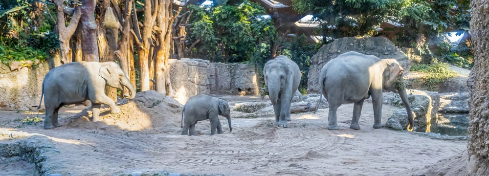 Asiatische Elefanten Omysha, Umesh, Chandra und Indi im Kaeng Krachan Elefantenpark des Zoo Zürich.