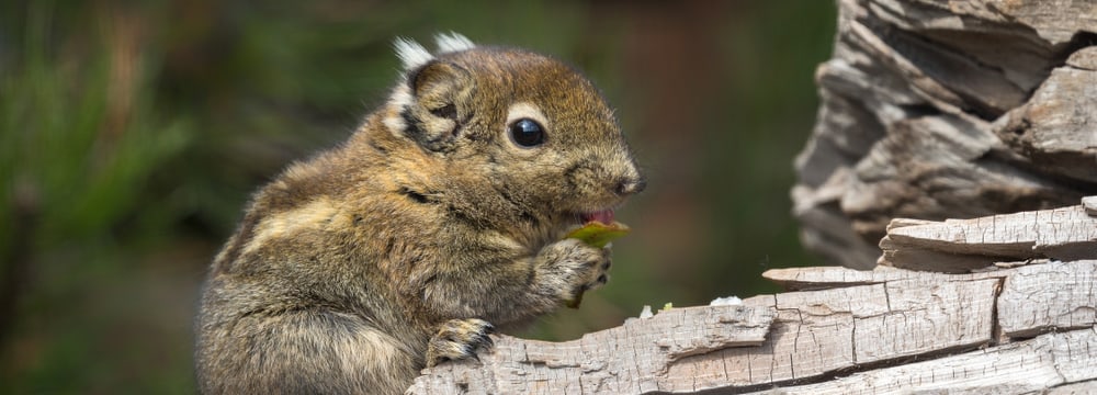 Zoo tiere kennenlernen