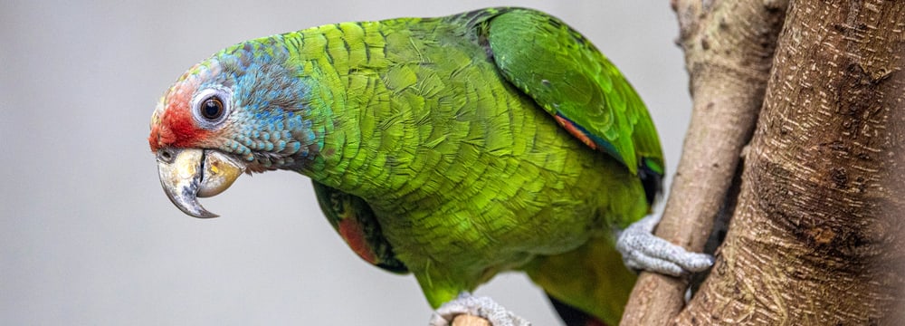 Foto: Zoo Zürich, Enzo Franchini Rotschwanzamazone