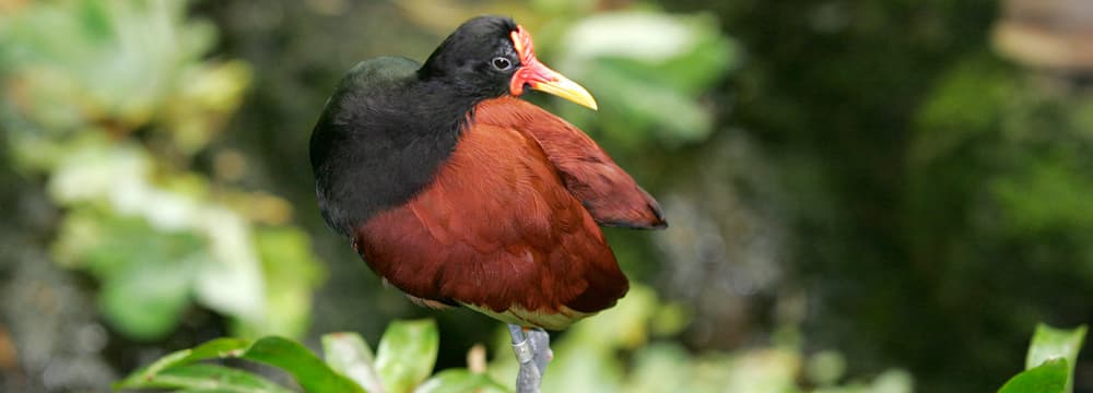 Foto: Zoo Zürich, Enzo Franchini Rotstirn-Jassana im Zoo Zürich.