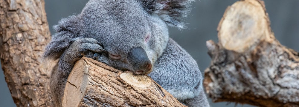 Koala Milo im Zoo Zürich.