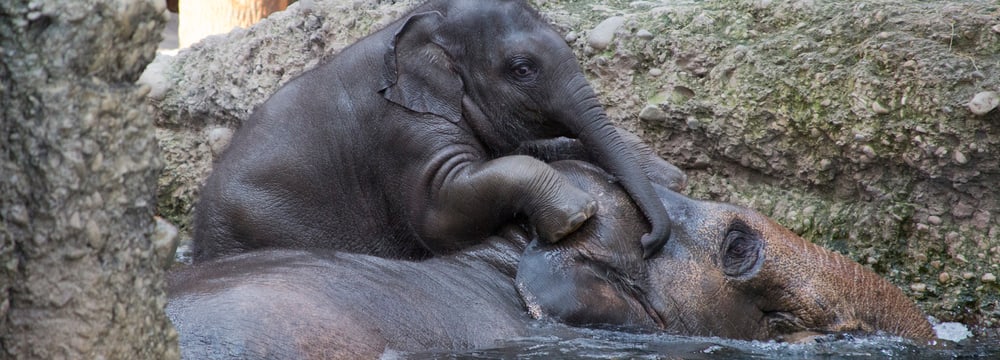 Asiatische Elefanten im Zoo Zürich.