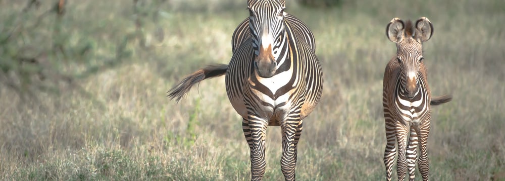 Foto: Zoo Zürich, Martin Bucher Grevyzebras in der Lewa Wildlife Conservancy