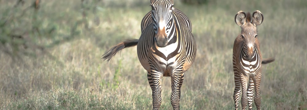 Grevyzebras in der Lewa Wildlife Conservancy