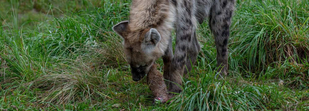 Foto: Zoo Zürich, Fabio Süess Eine Typfelhyäne im Zoo Zürich frisst ein totes Erdmännchen.