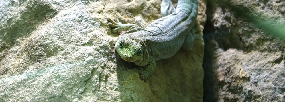 Foto: Zoo Zürich, Ann Willemse Querstreifen-Taggecko im Zoo Zürich.