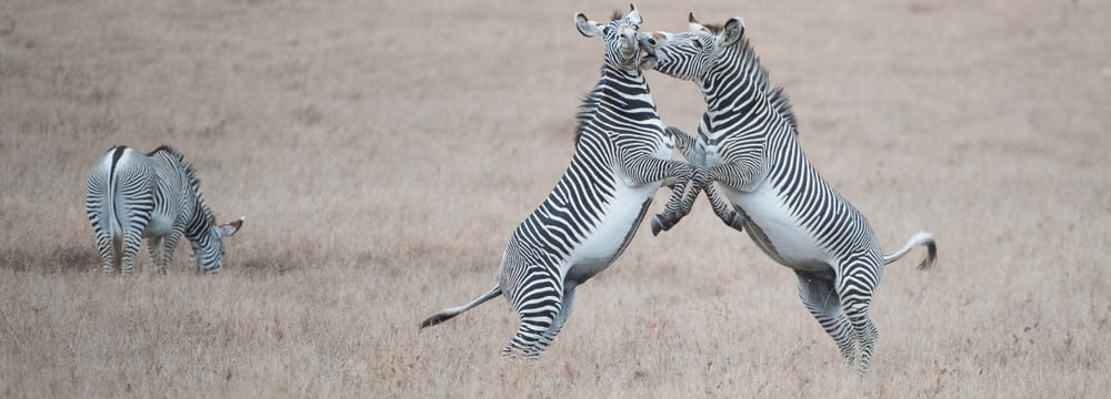 Grevyzebra in der Lewa Wildlife Conservancy in Kenia
