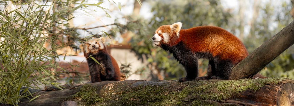 Paarungszeit Kleine Pandas (Tiangtang & Xianju)