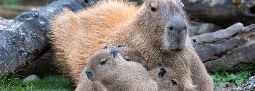 Junge Capybaras im Pantanal des Zoo Zürich.