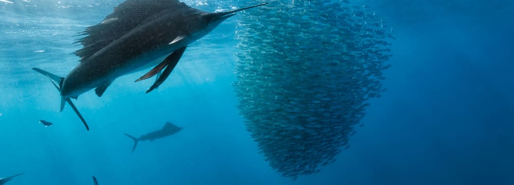Foto: WaterFrame Reinhard Dirscherl