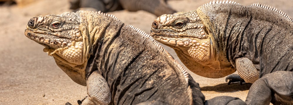 Photo: Zoo Zurich, Enzo Franchini Exuma rock iguanas at Zoo Zurich.