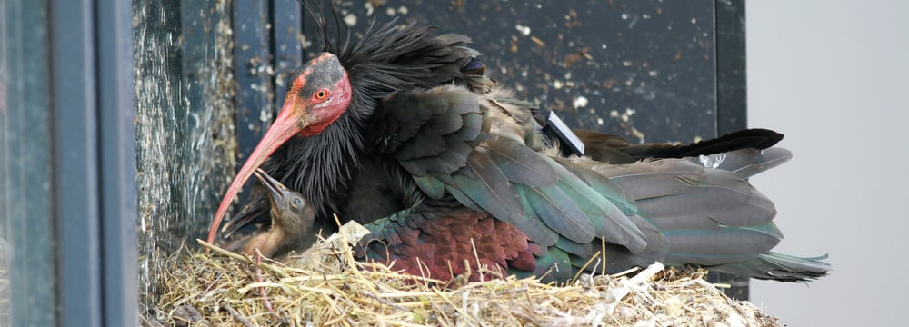 Waldrappteam Conservation and Research Waldrapp-Nest in Rümlang