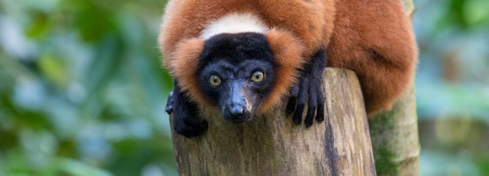 Foto: Zoo Zürich, Enzo Franchini Roter Vari im Zoo Zürich