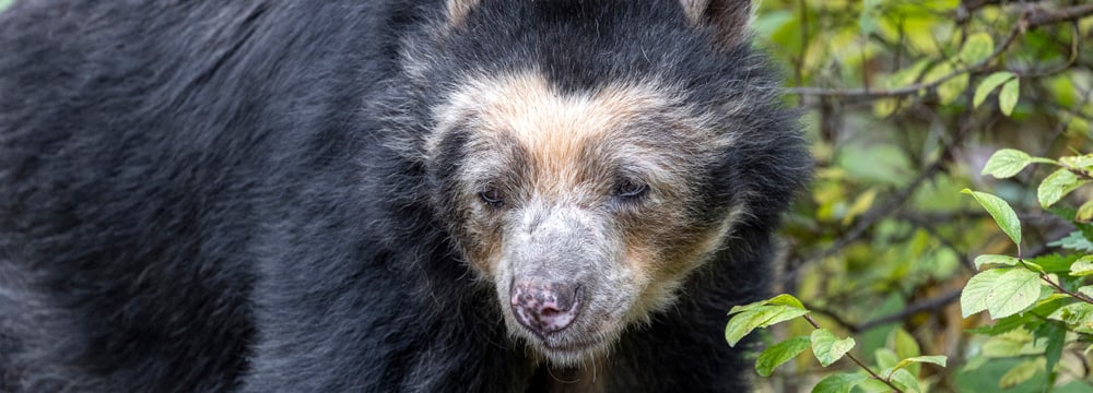 Foto: Zoo Zürich, Enzo Franchini Brillenbär-Weibchen Sisa im Zoo Zürich (November 2021).