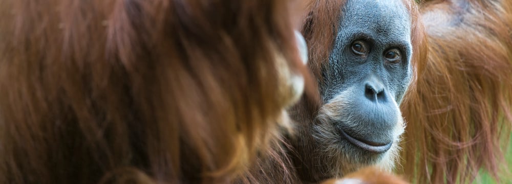 Sumatra-Orang-Utan Lea im Zoo Zürich.