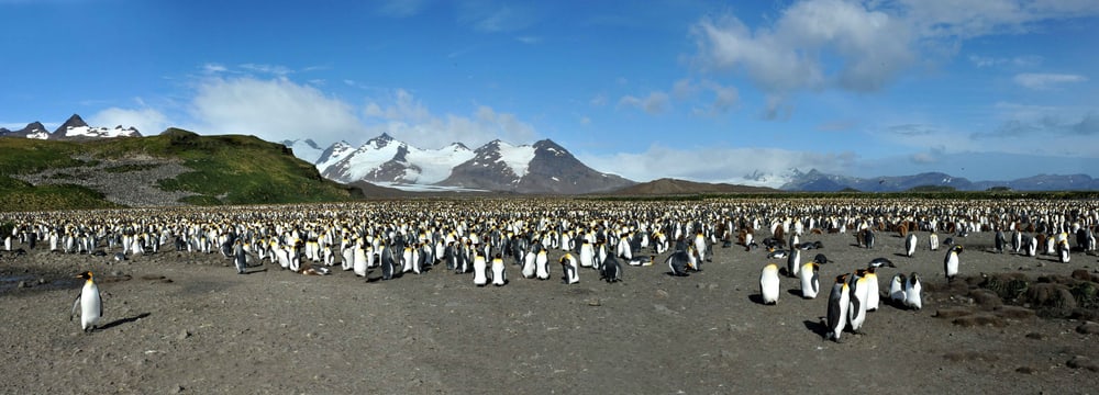 Königspinguin Kolonie mit ca. 200‘000 Brutpaare auf Süd Georgien
