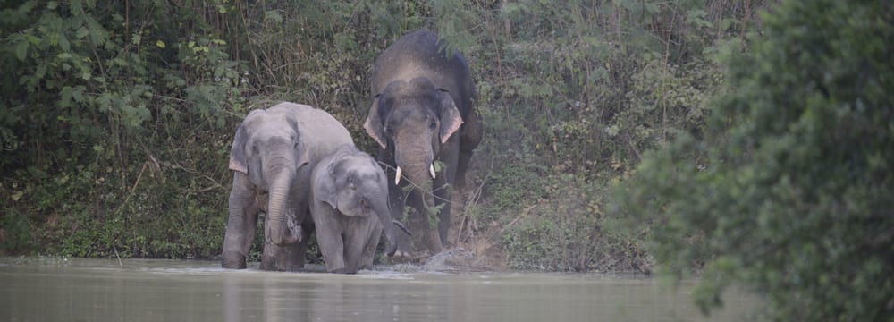 Asiatische Elefanten im Kaeng Krachan Nationalpark in Thailand.