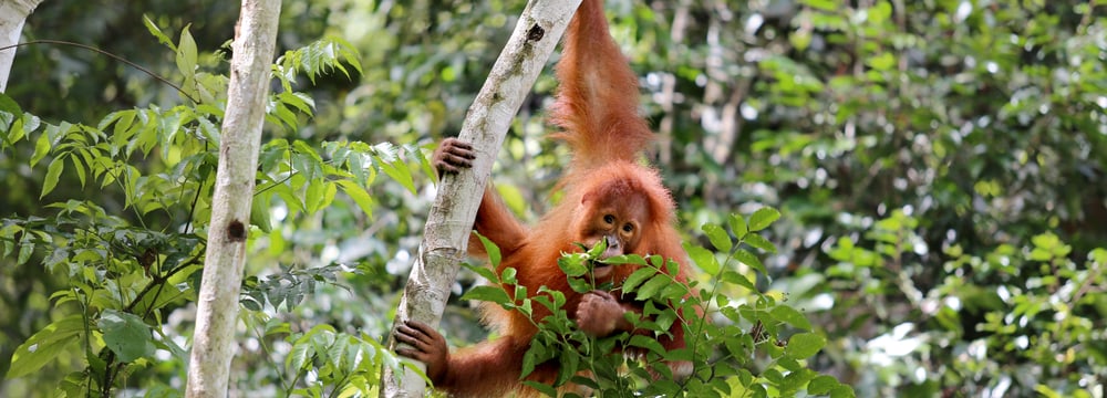 Sumatra Orang-Utan Ganteng in der Auffangstation von PanEco.