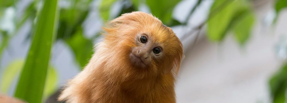 Foto: Zoo Zürich, Peter Bolliger Goldgelbes Löwenäffchen im Zoo Zürich.