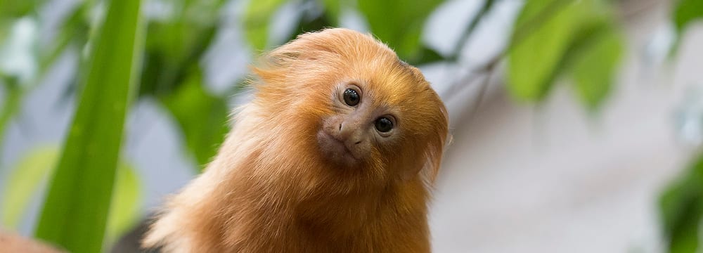 Goldgelbes Löwenäffchen im Zoo Zürich.