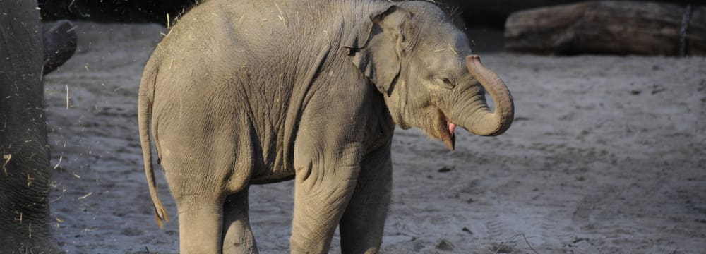 Foto: Zoo Zürich, Robert Zingg Asiatischer Elefant Omysha im Kaeng Krachan Elefantenpark des Zoo Zürich.