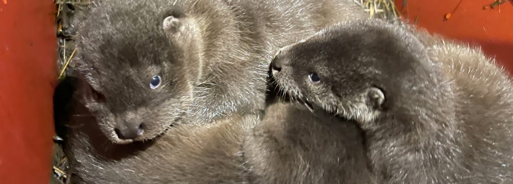 Foto: Zoo Zürich, Nicole Schnyder Junge Europäische Fischotter
