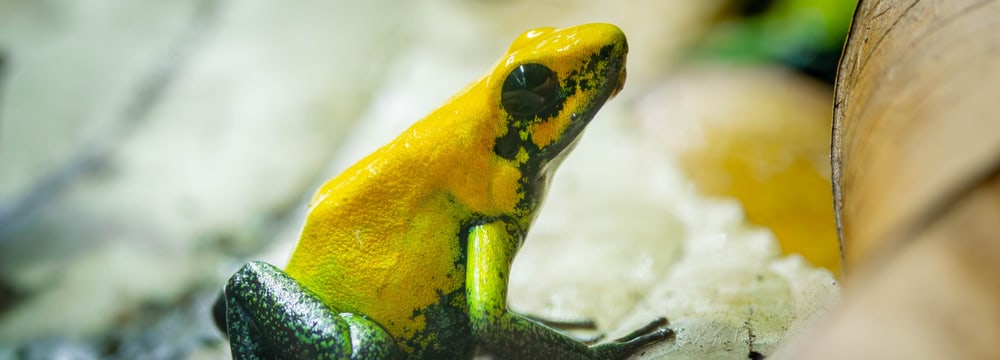Zweifarbiger Pfeilgiftfrosch im Zoo Zürich.
