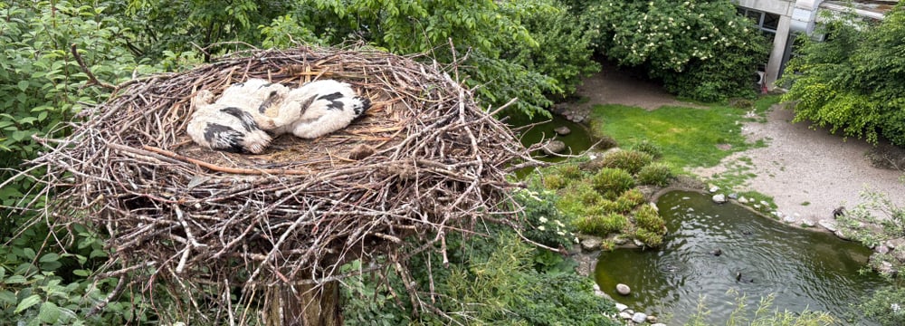 Foto: Zoo Zürich, Michèle Seiler Blick in Storchenhorst mit Jungstörchen.