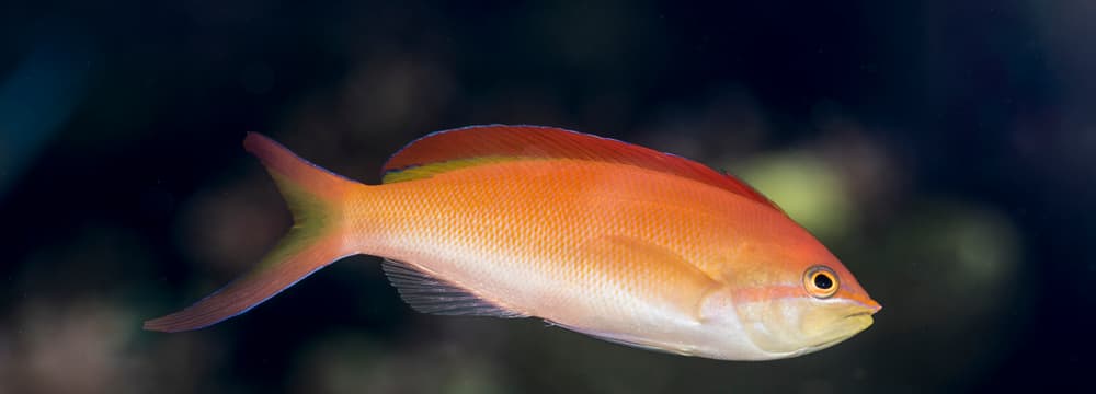 Flammen-Fahnenbarsch im Zoo Zürich.