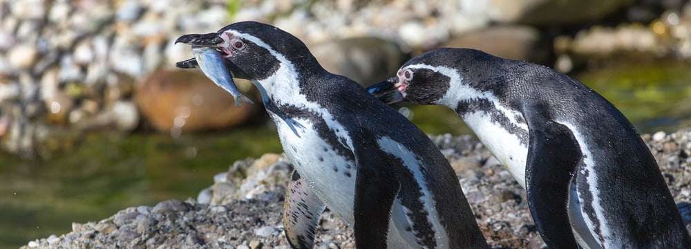 Humboldtpinguine im Zoo Zürich.