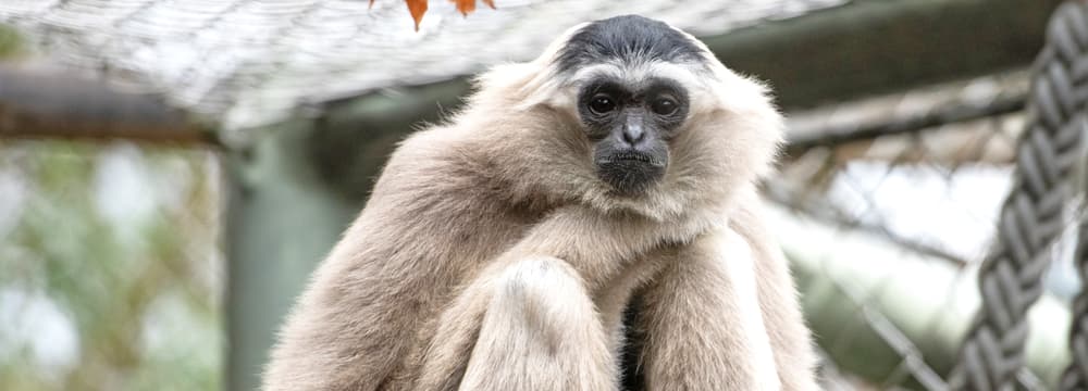 Kappengibbon-Weibchen Qiwèn im Zoo Zürich (2021).