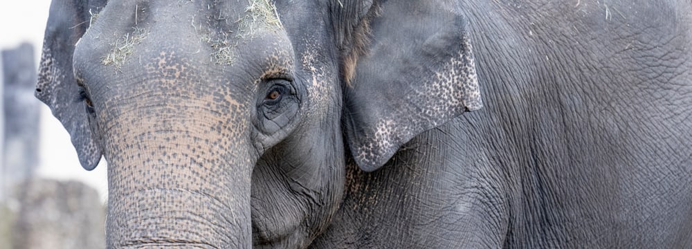 Foto: Tierpark Hellabrunn, Marc Müller Der Asiatische Elefant Panang im Tierpark Hellabrunn in München.