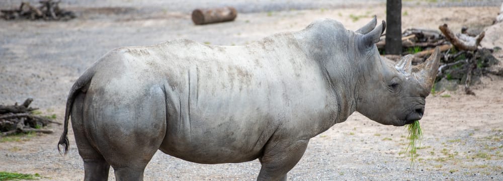 Breitmaulnashornbulle Kimba auf dem Winterplatz der Lewa Savanne.